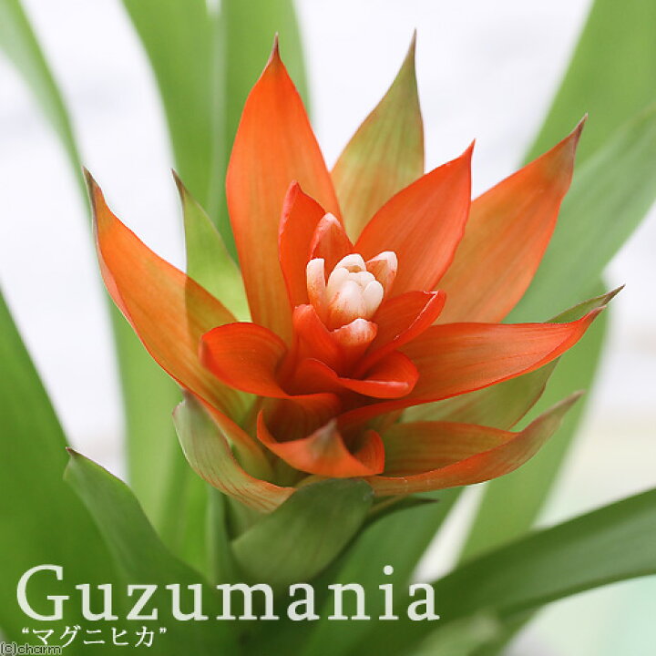 楽天市場 観葉植物 グズマニア マグニフィカ ２ ５号 １ポット Charm 楽天市場店