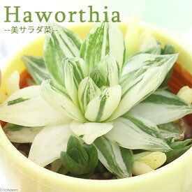 （観葉植物）ハオルチア　斑入り　美サラダ葉（美サラダ菜）　品種おまかせ　3号（1鉢）【HLS_DU】