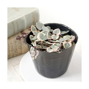 iAjn[gJY@fB[n[giZyMA@EbfB[j@3`3D5i1|bgj