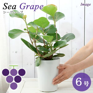 iϗtAjV[O[v@6i1j@n}xuhE