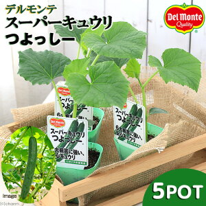 苗 キュウリの人気商品 通販 価格比較 価格 Com 苗 キュウリの人気商品 通販 価格比較 価格 Com