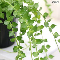 楽天市場】ディスキデイア（観葉植物｜花・観葉植物）：花・ガーデン 