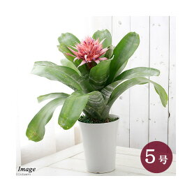 （観葉植物）エクメア　ファスキアータ　5号（1鉢）タンクブロメリア