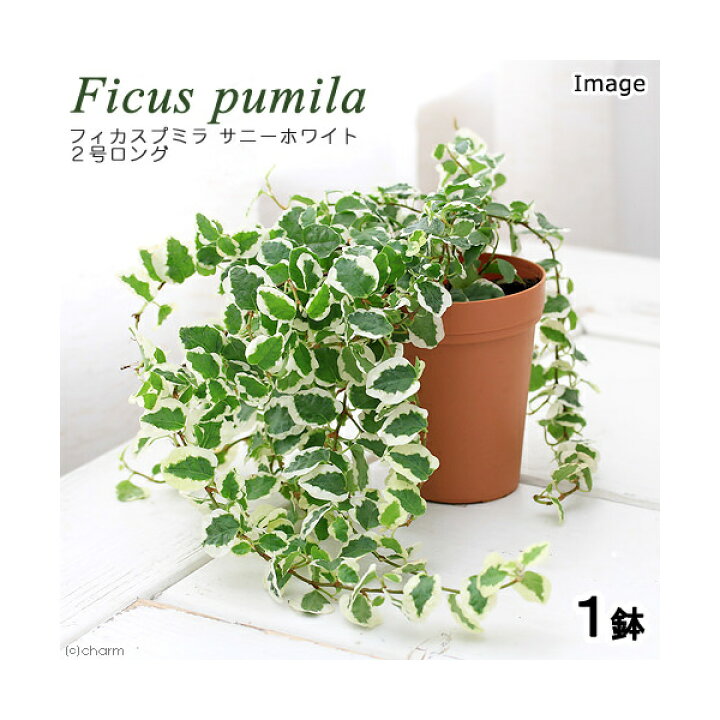 楽天市場 観葉植物 フィカス プミラ サニーホワイト ２号ロング １鉢 Charm 楽天市場店