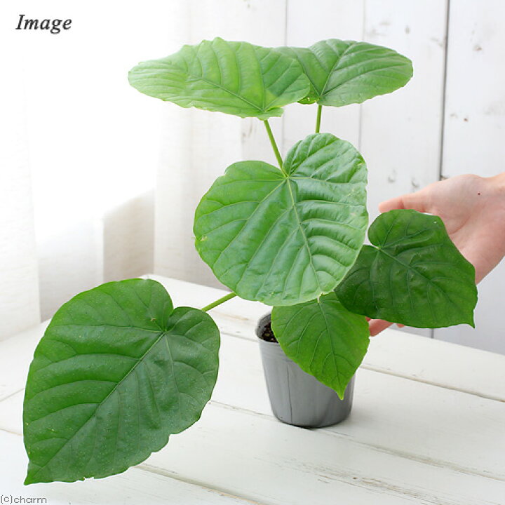 楽天市場 観葉植物 フィカス ウンベラータ 3号 1ポット Charm 楽天市場店 楽天市場 観葉植物 フィカス ウンベラータ 3号 1ポット Charm 楽天市場店