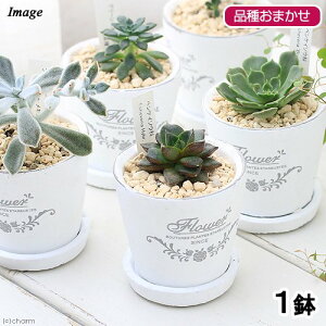 (多肉植物)エケベリア 品種おまかせ フレグランドラウンドポットXXS植え(1鉢) 受皿付 鹿沼土 多肉植物 鉢植え おしゃれ 室内 プレゼント