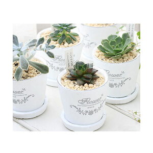 (観葉植物)エケベリア(品種おまかせ) フレグランドラウンドポットXXS(3鉢) 受け皿付き 多肉植物 鉢植え おしゃれ 室内 プレゼント