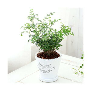 (観葉植物)シマトネリコ フレグランドラウンドポットXS植え(1鉢) 受皿付 赤玉土 鉢植え おしゃれ 室内 プレゼント