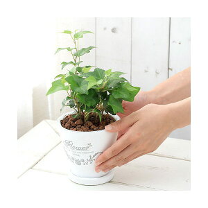 (観葉植物)ヘデラ 品種おまかせ フレグランドラウンドポットXS植え(1鉢) 受皿付 赤玉土 鉢植え おしゃれ 室内 プレゼント