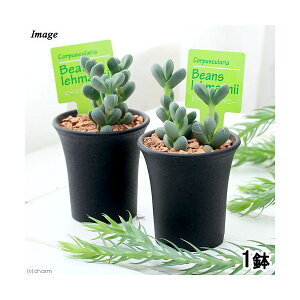 y11^1zIm21I1ő100@iAjZ@[}j[@2D5`3i1j