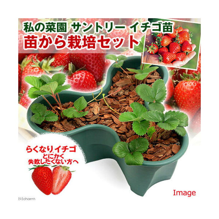 楽天市場 観葉植物 私の菜園 サントリー イチゴ苗 らくなりイチゴ 苗から栽培セット 苗 土 プランター 肥料他5点セット Charm 楽天市場店 楽天市場 観葉植物 私の菜園 サントリー イチゴ苗 らくなりイチゴ 苗から栽培セット 苗 土 プランター 肥料他5点セット Charm 楽天市場店
