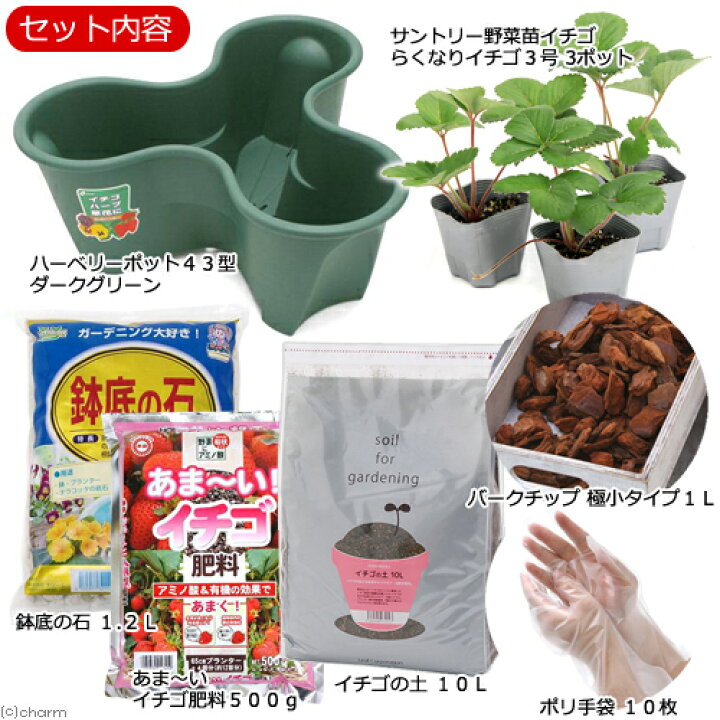 楽天市場 観葉植物 私の菜園 サントリー イチゴ苗 らくなりイチゴ 苗から栽培セット 苗 土 プランター 肥料他５点セット Charm 楽天市場店