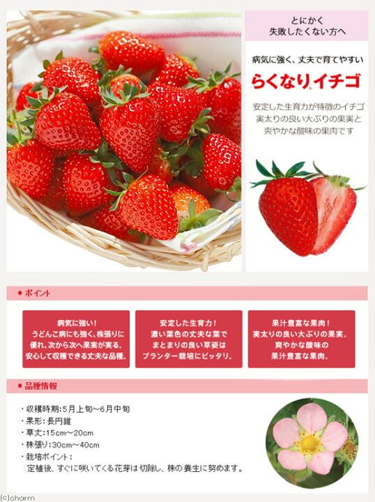 楽天市場 観葉植物 私の菜園 サントリー イチゴ苗 らくなりイチゴ 苗から栽培セット 苗 土 プランター 肥料他5点セット Charm 楽天市場店 楽天市場 観葉植物 私の菜園 サントリー イチゴ苗 らくなりイチゴ 苗から栽培セット 苗 土 プランター 肥料他5点セット Charm 楽天市場店