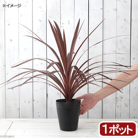 楽天市場 観葉植物 ドラセナ 赤い葉の通販 楽天市場 観葉植物 ドラセナ 赤い葉の通販