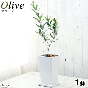 iϗtAjʎc@I[u̖؁@i킨܂@g[XNGAAi1j@o[N