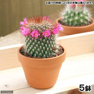 iAjfĔ@T{e@i킨܂@3i5j@i햼̃xt