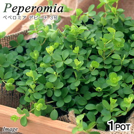 （観葉植物）ペペロミア　デピーナ　2．5～3号（1ポット）【HLS_DU】