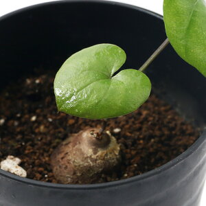 iAjfBIXRA@Gt@eB؃XiTbj@STCY@2D5`3i1j@R[fbNX