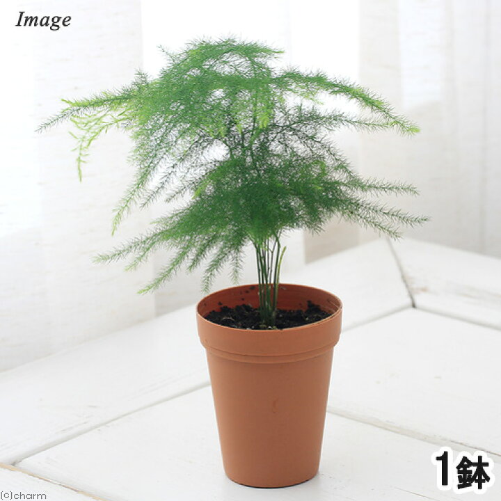 楽天市場 観葉植物 アスパラガス ナナス ２号ロング １鉢 Charm 楽天市場店