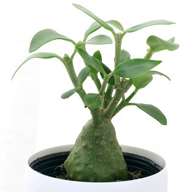 （観葉植物）ヒドノフィツム　パプアナム　2〜3号（1ポット）　アリ植物　コーデックス