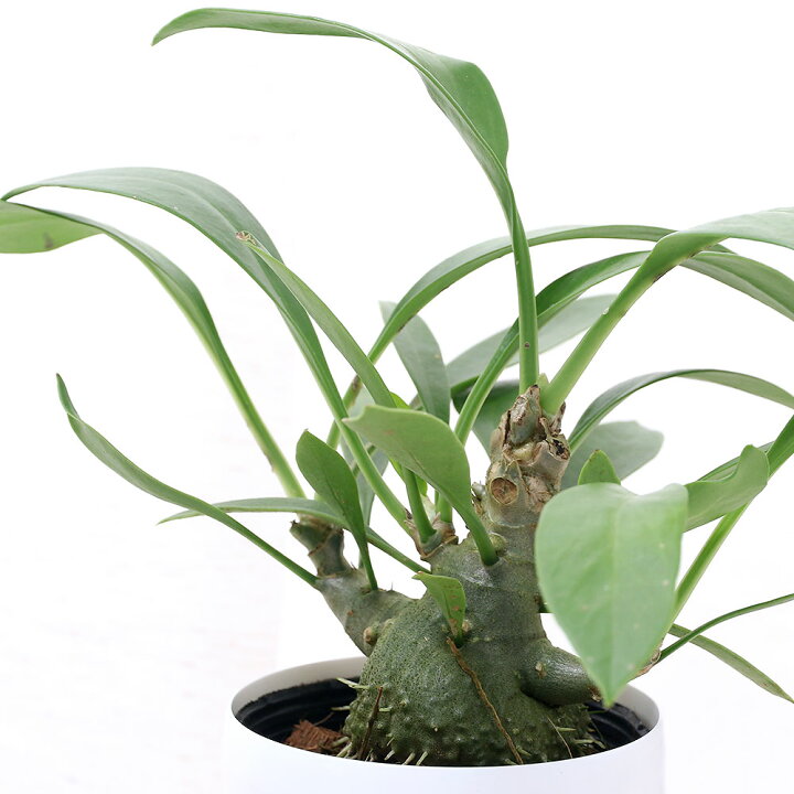 楽天市場】（観葉植物）ミルメコディア ベッカリー 2〜3号（1ポット 