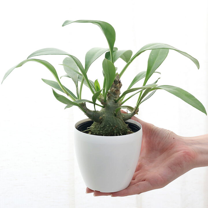 楽天市場】（観葉植物）ミルメコディア ベッカリー 2〜3号（1ポット 