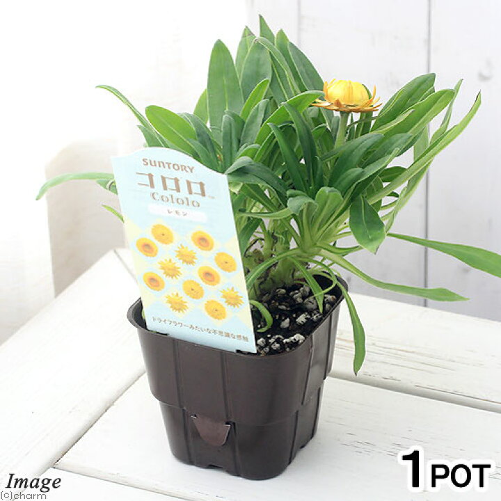 楽天市場 観葉植物 サントリー ヘリクリサム コロロ レモン ３ ５号 １ポット Charm 楽天市場店