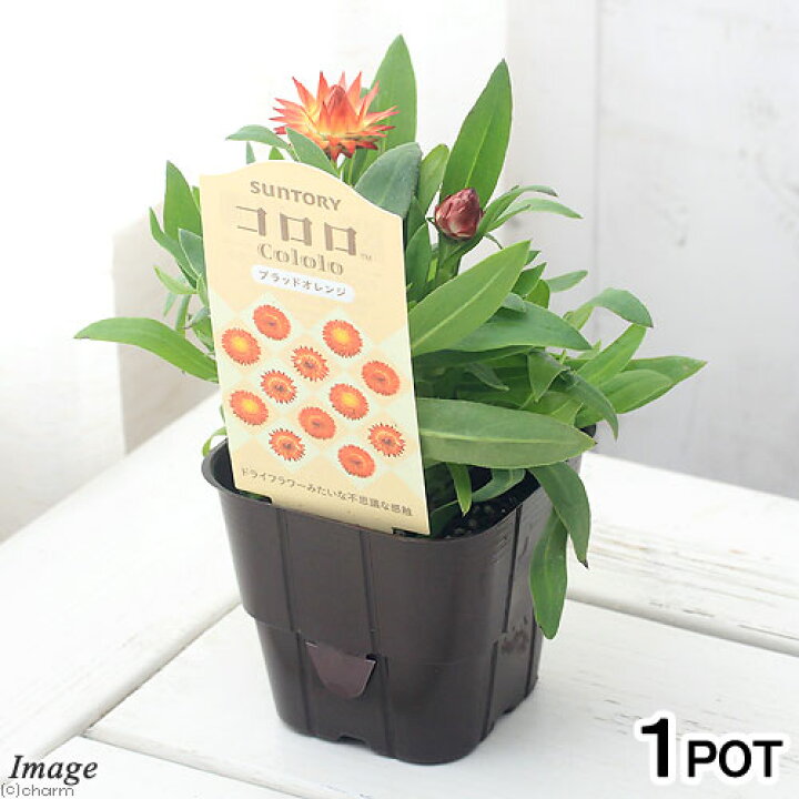 楽天市場 観葉植物 サントリー ヘリクリサム コロロ ブラッドオレンジ ３ ５号 １ポット Charm 楽天市場店