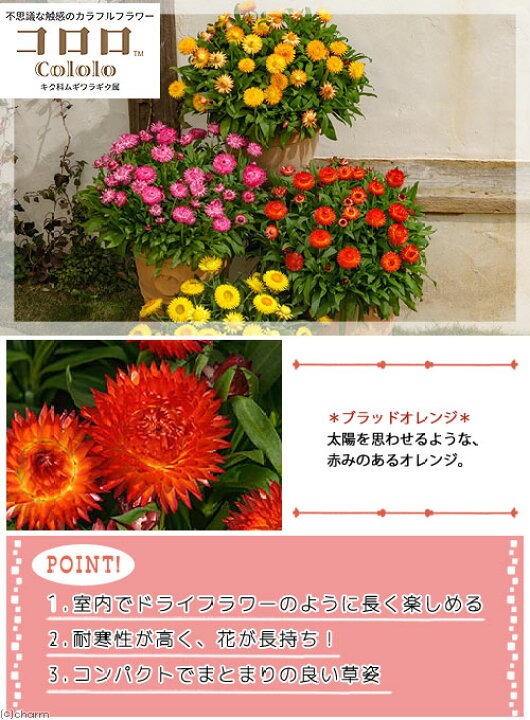楽天市場 観葉植物 サントリー ヘリクリサム コロロ ブラッドオレンジ ３ ５号 １ポット Charm 楽天市場店