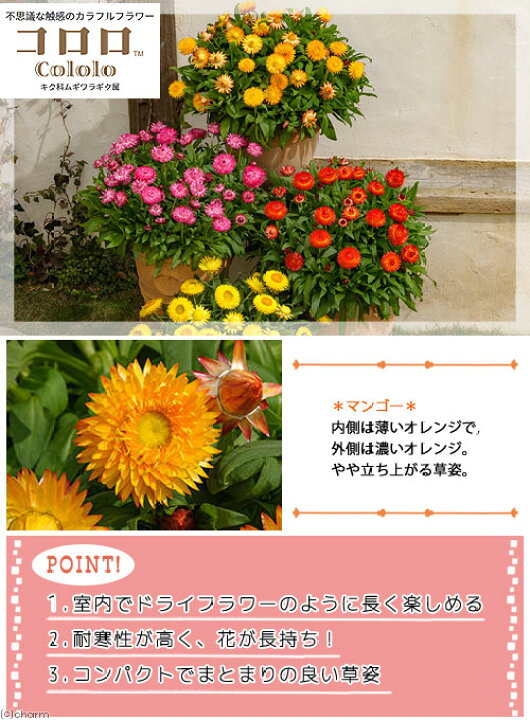楽天市場 観葉植物 サントリー ヘリクリサム コロロ マンゴー ３ ５号 １ポット Charm 楽天市場店