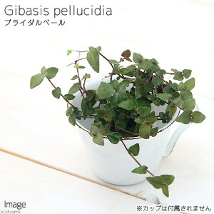 �i�ϗt�A���j�~�j�ϗt�@�I�A�V�X�c�@�u���C�_���x�[���i1�c�j