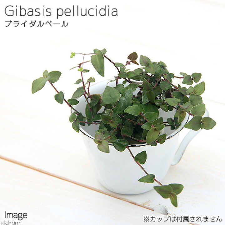 楽天市場 観葉植物 ミニ観葉 オアシス苗 ブライダルベール １苗 Charm 楽天市場店