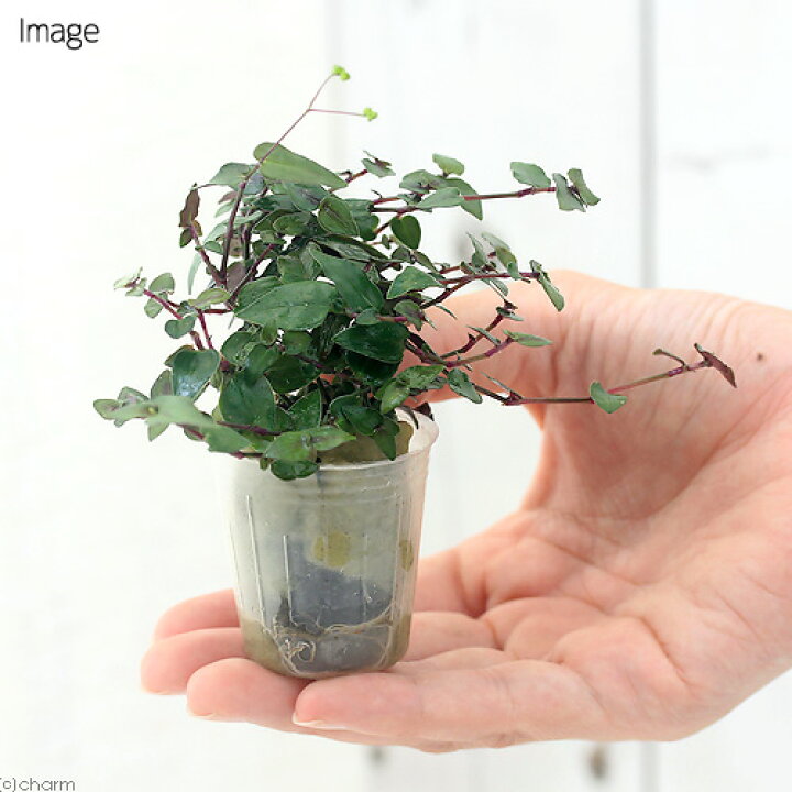 楽天市場 観葉植物 ミニ観葉 オアシス苗 ブライダルベール １苗 北海道冬季発送不可 Charm 楽天市場店