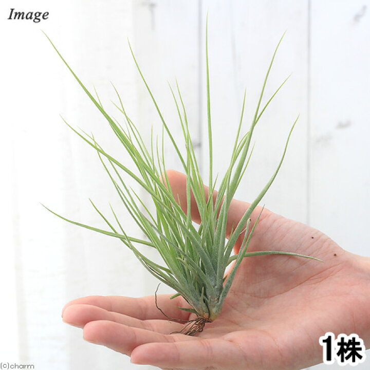 楽天市場 観葉植物 エアープランツ ティランジア ムーンライト レクティフォーリア クランプ 1株 Charm 楽天市場店 楽天市場 観葉植物 エアープランツ ティランジア ムーンライト レクティフォーリア クランプ 1株 Charm 楽天市場店