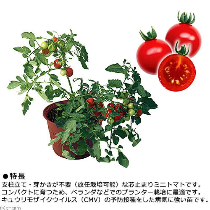 楽天市場 観葉植物 デルモンテ 野菜苗 トマト めちゃラク トマト 赤色ミニトマト ３号 ３ポット 家庭菜園 北海道冬季発送不可 Charm 楽天市場店