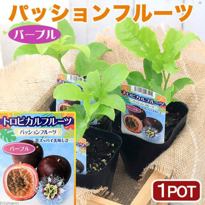 楽天市場 観葉植物 緑のカーテン 野菜苗 沖縄 パッションフルーツ パープル ３ ５号 １ポット 家庭菜園 Charm 楽天市場店