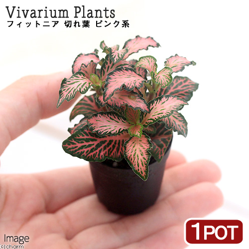 観葉植物 ビバリウムプランツ フィットニア 切れ葉 ピンク系 ３ｃｍポット １ポット Realtybybrix Com