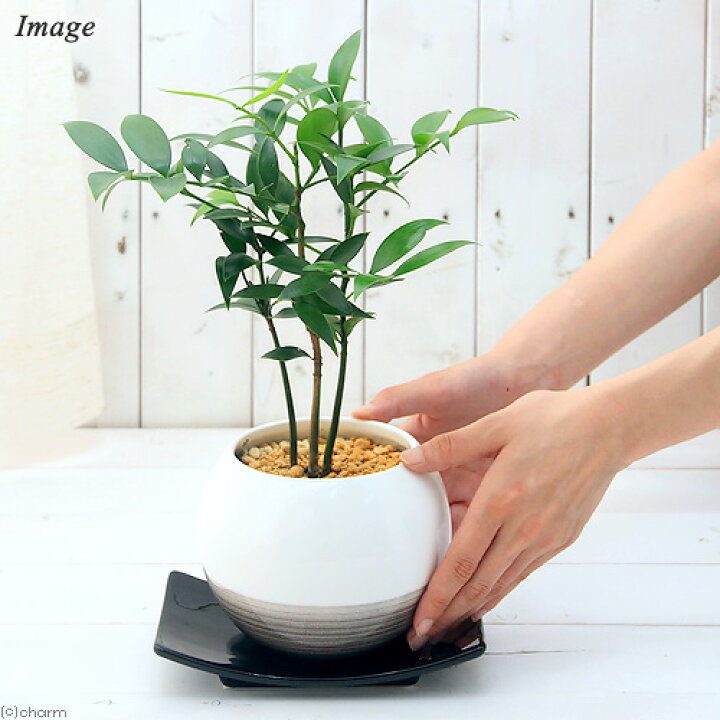 楽天市場 観葉植物 ナギ 梛 竹柏 陶器鉢植え 珠裳ｌ ｗｈ １鉢 受け皿付き 北海道冬季発送不可 Charm 楽天市場店