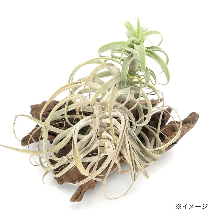 楽天市場】（観葉植物）エアープランツ チランジア カクティコラ シン 
