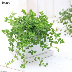 iϗtAjyy~A@fs[i@픫A@}bgzCgi1j@Mt@Z~X@A@@@v[g