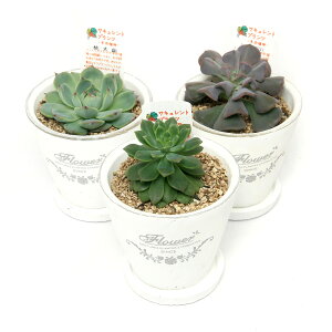 iAjGPxA@i킨܂@tOhEh|bgXSAi1j@Mt@y΍@A@A@@@v[g