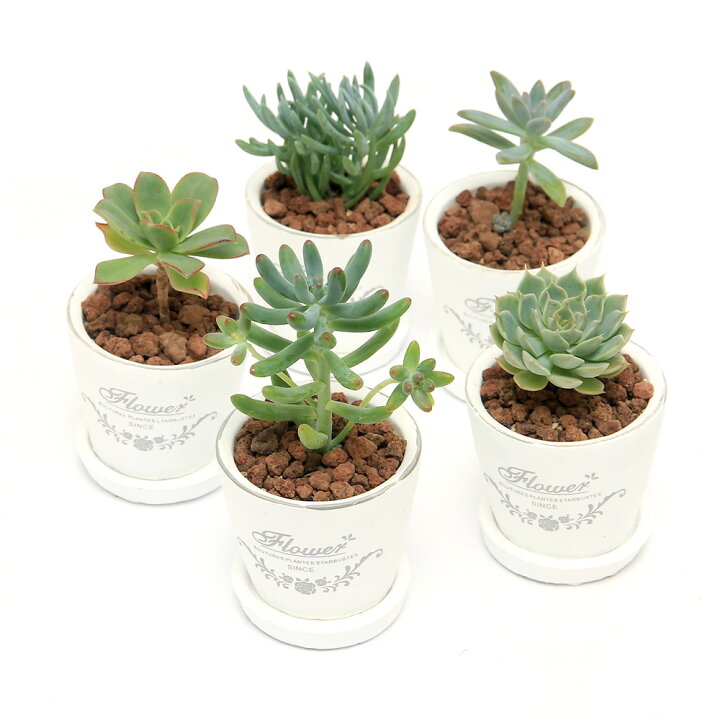楽天市場】（観葉植物）多肉植物 品種おまかせ フレグランドラウンド 