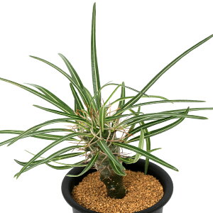 iAjpL|fBE@QAC[@3i1j@R[fbNX