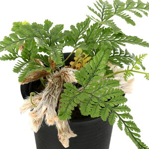 iϗtAjgLVmu@PlR@2D5`3i1j