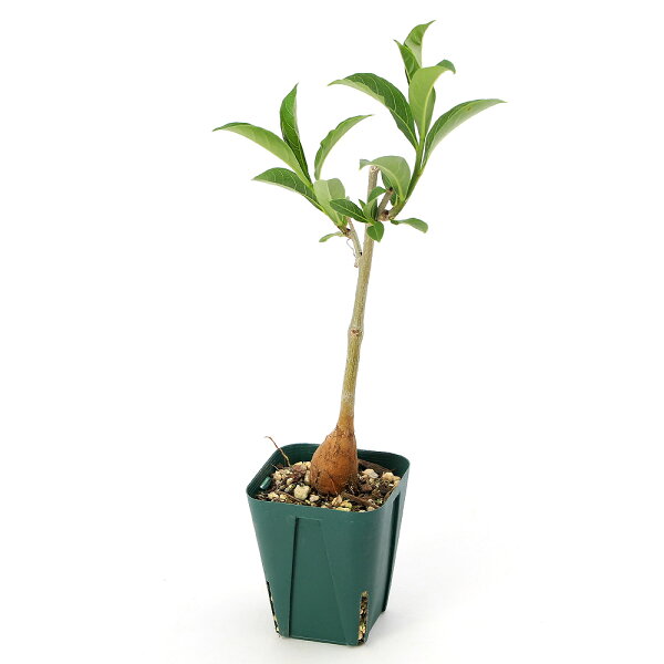 観葉植物 バオバブの木 アダンソニア ディギタータ ２ ３号 １ポット 休眠株 北海道冬季発送不可のおすすめ わたしと 暮らし