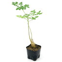 （観葉植物）モリンガ　オレイフェラ　わさびの木　苗木　3〜3．5号（1鉢）