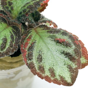 観葉植物 オアシス 農業資材 ガーデニング用品の人気商品 通販 価格比較 価格 Com