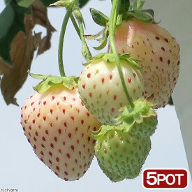 楽天市場 サントリー 本気野菜の通販