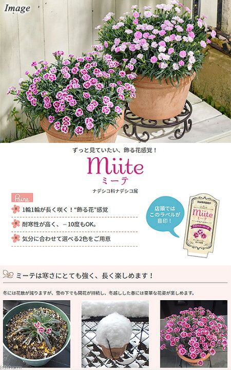 楽天市場 観葉植物 サントリー ミーテ ｒ さくらピンク ３号 ３ポット 北海道冬季発送不可 Charm 楽天市場店
