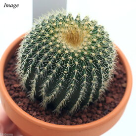 楽天市場 庭木 種類 植物 サボテン の通販